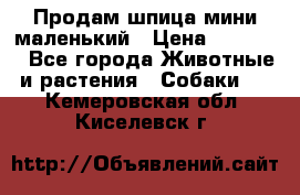 Продам шпица мини маленький › Цена ­ 15 000 - Все города Животные и растения » Собаки   . Кемеровская обл.,Киселевск г.